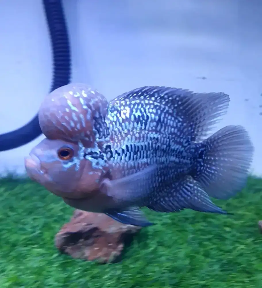 Louhan SRD SB 3 jari