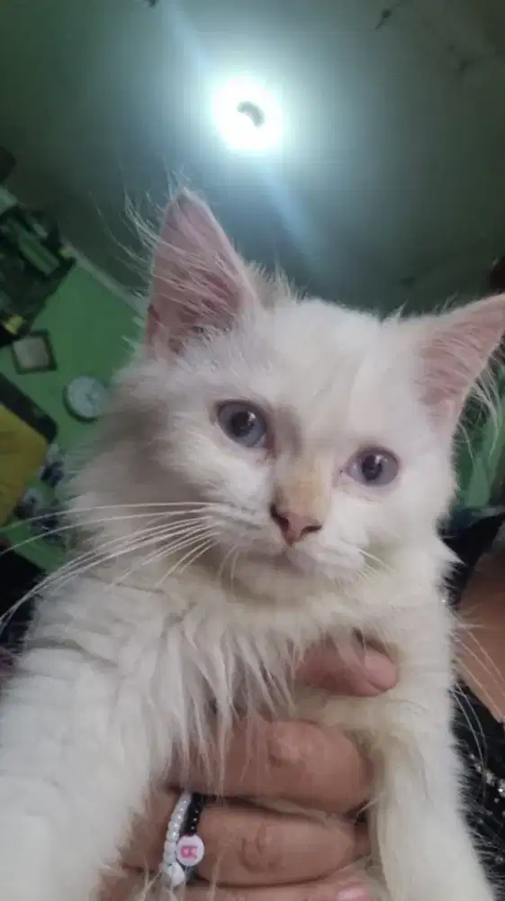 Kucing Persia baby
