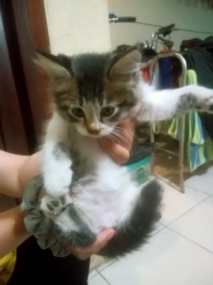 Anak kucing Persia Himalaya Mix jantan
