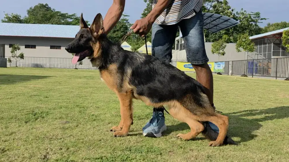 HERDER/ GERMAN SHEPHERD