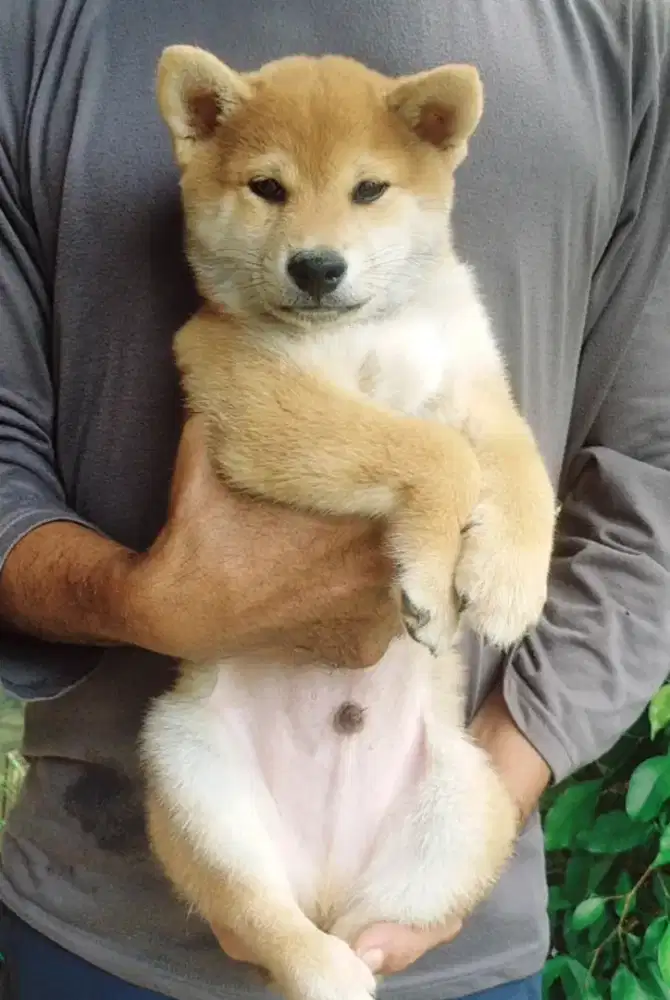 SHIBA INU DOG JAPAN