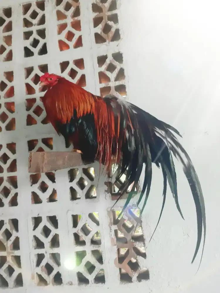 Ga tre tan chau merah ekor lebat