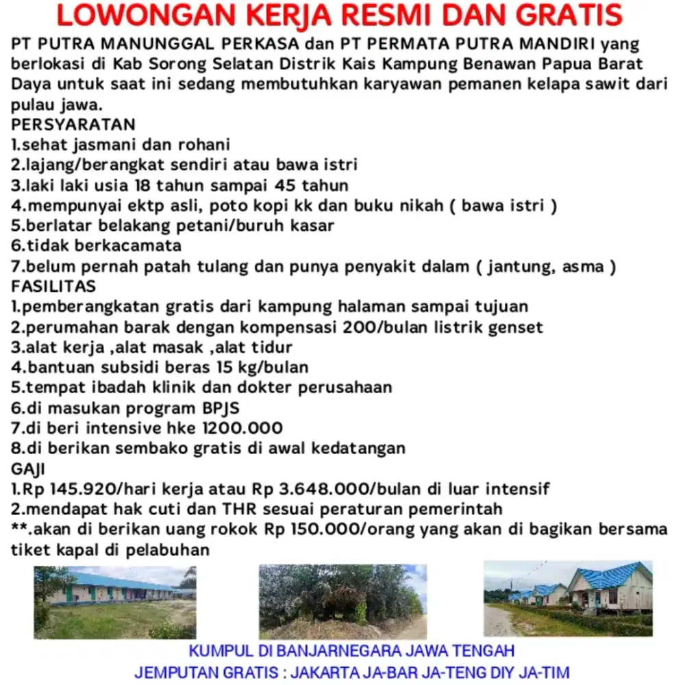 LOWONGAN KERJA PANEN KELAPA SAWIT