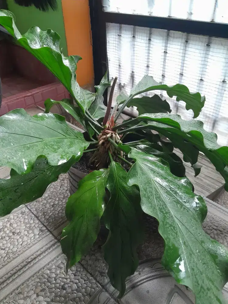 Tanaman hias anthurium gelombang cinta