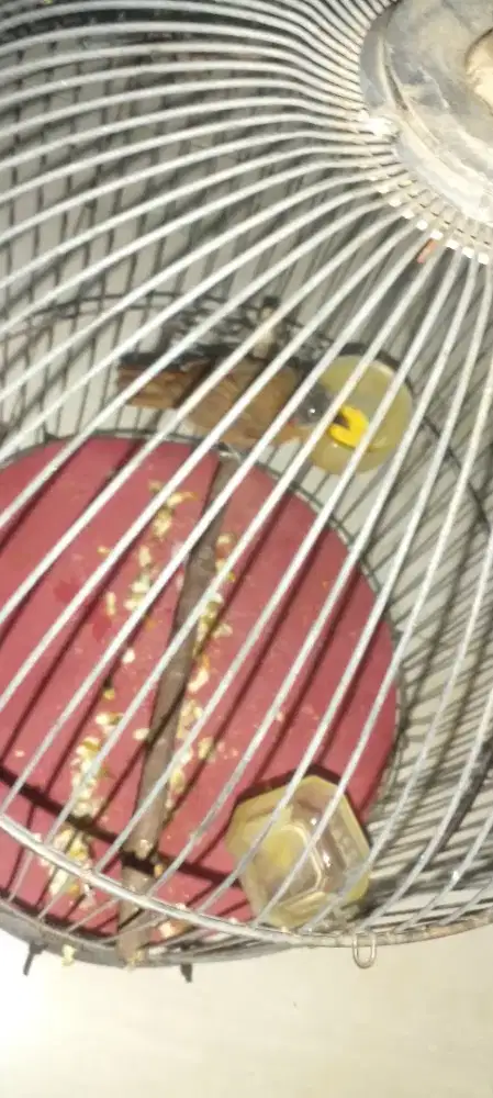 Tepus pala abu fullset