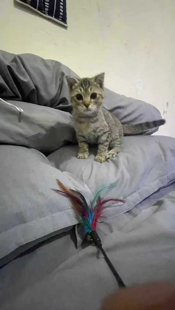 Kucing Scottish Fold mix Munchkin Jantan