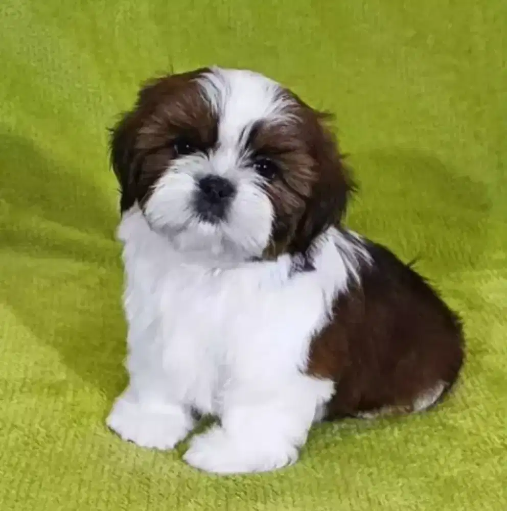 DIJUAL ANJING SHIHTZU