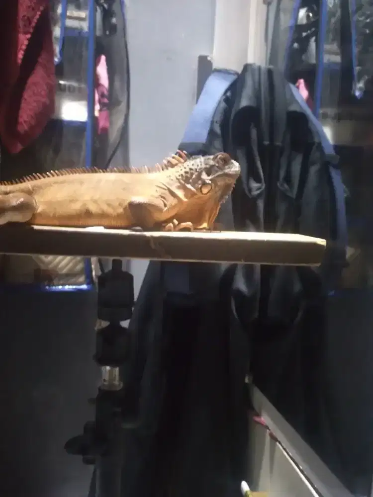 Iguana red jantan