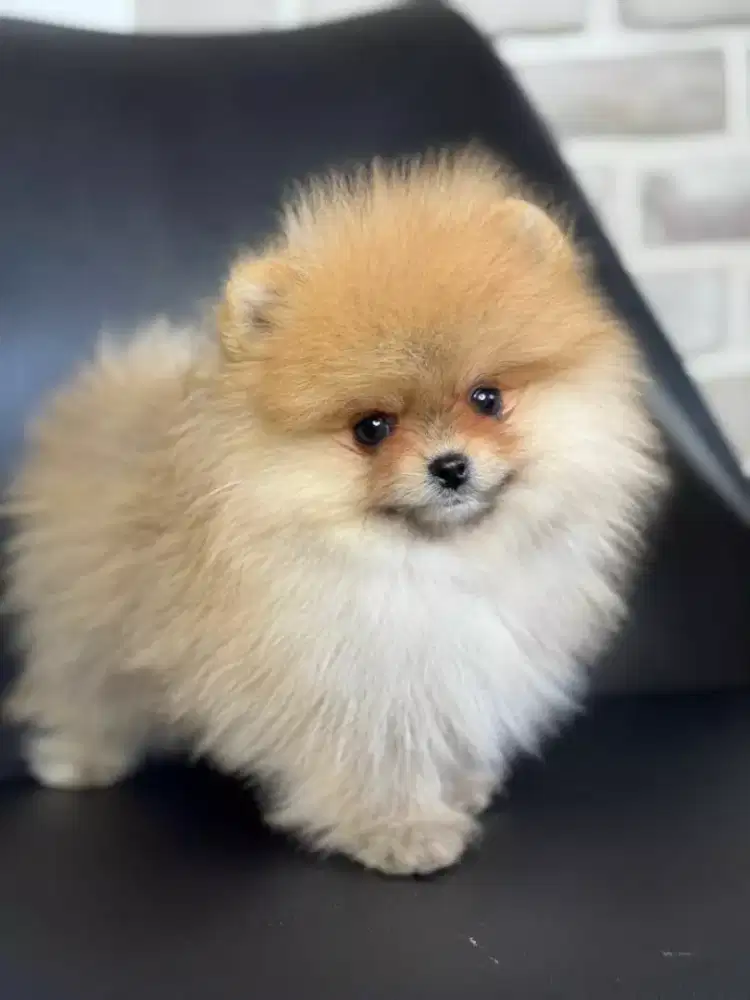 DIJUAL ANJING MINIPOM