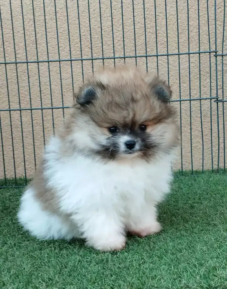 DIJUAL ANJING MINIPOM