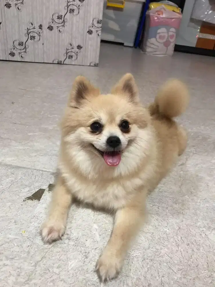 pomeranian / mini pom