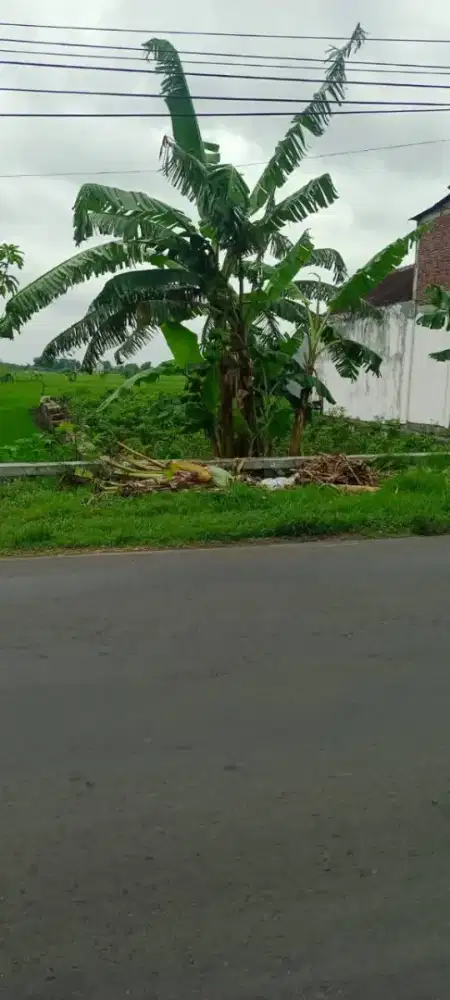 TANAH RAYA BALONG PANGGANG GRESIK JALAN UTAMA