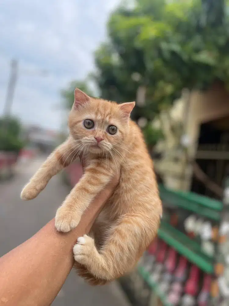 Scotish fold kuping kecil