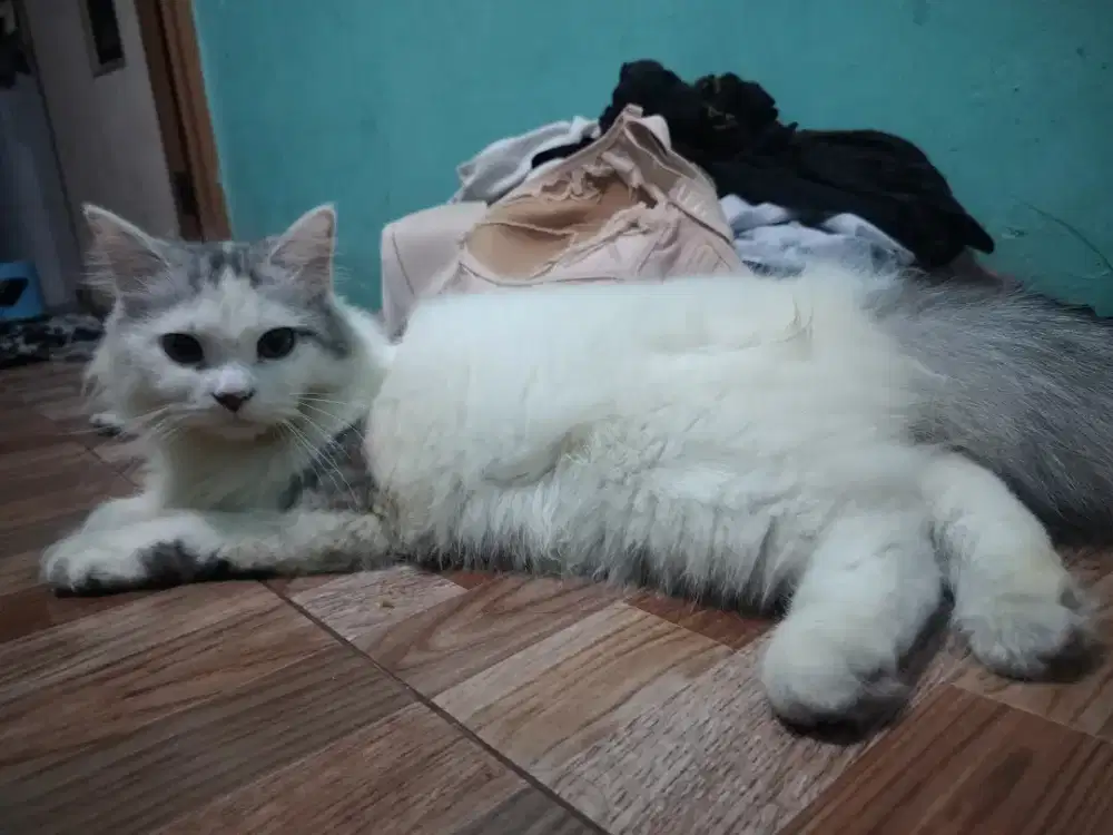 Kucing Persia bulu kapas jantan