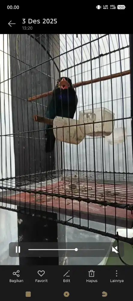 Masteran handal kicaumania