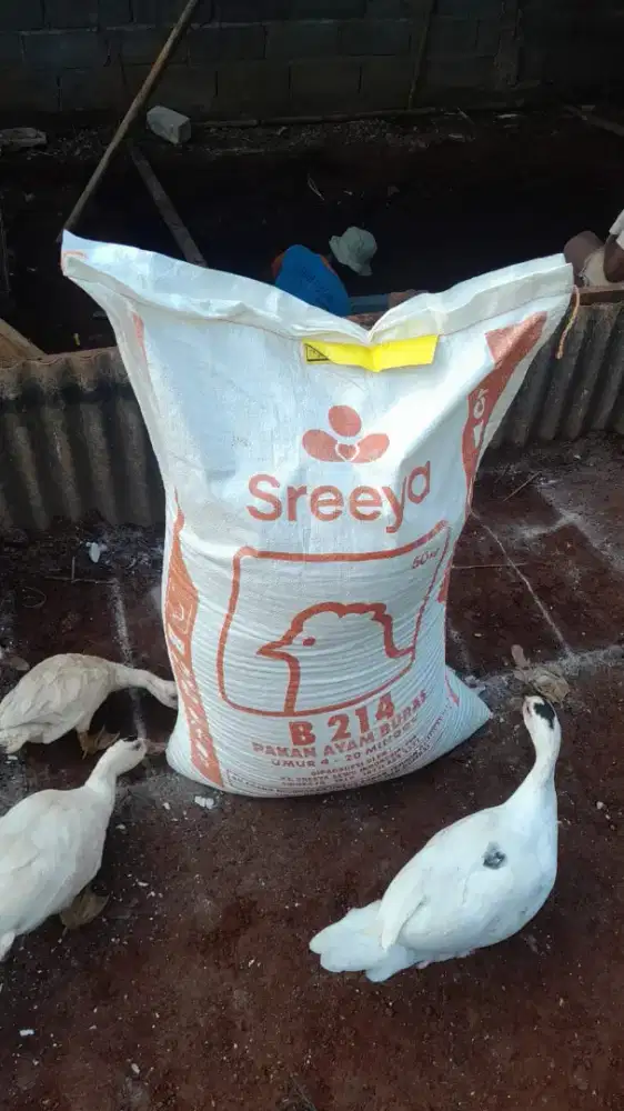 Pakan Ayam dan bebek murah