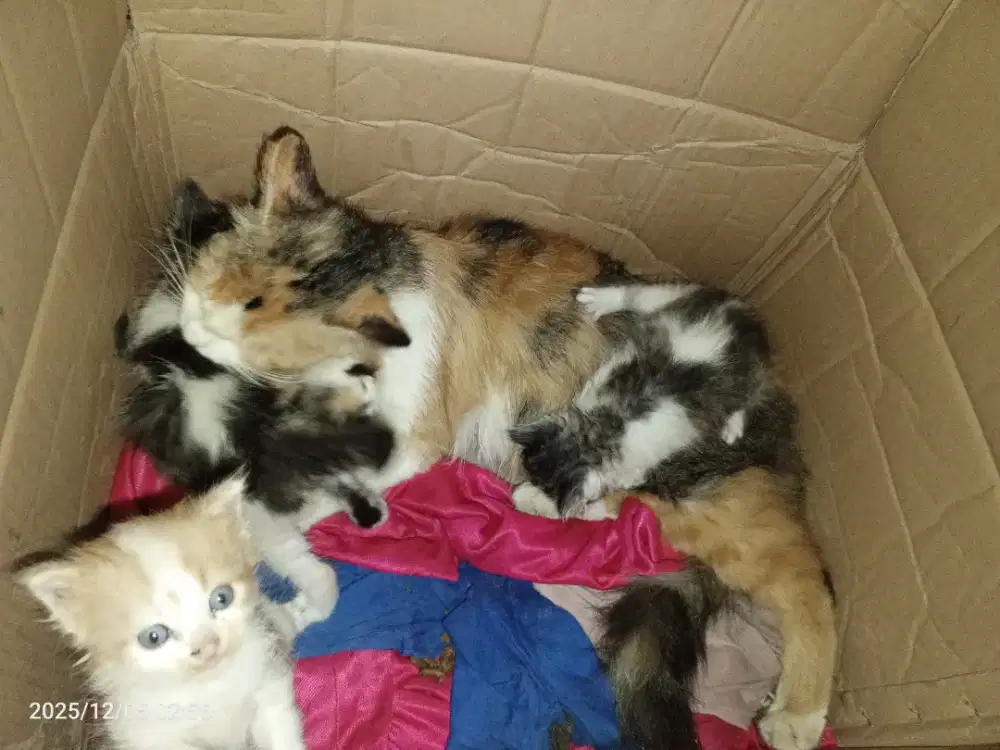 LEPAS ADOPSI KUCING PERSIAN