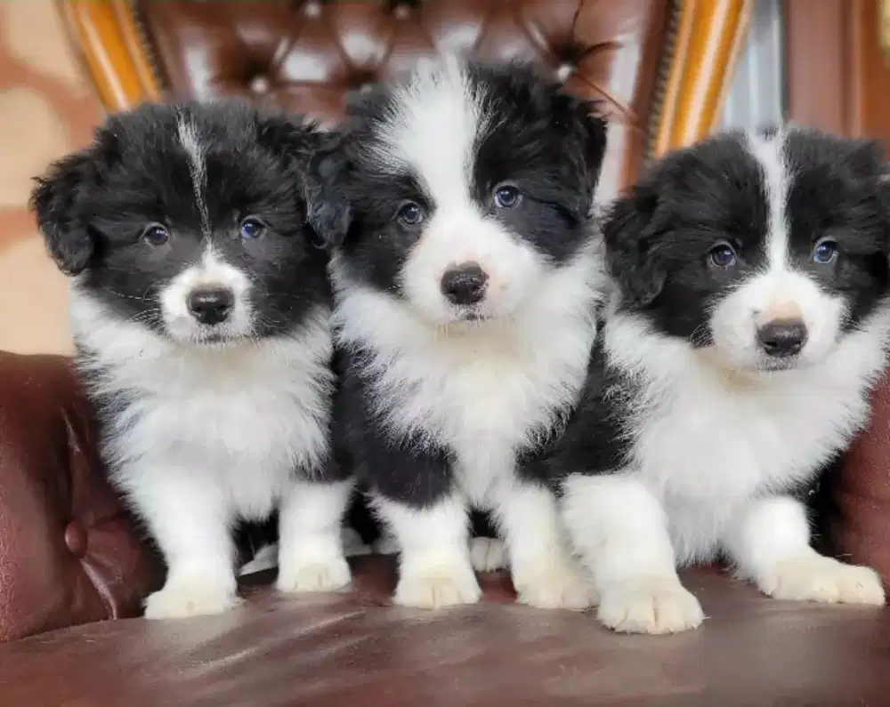 DIJUAL ANAK ANJING BORDER COLLIE