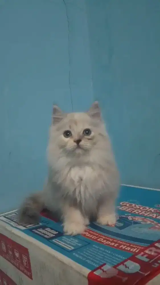Kitten Persia jantan