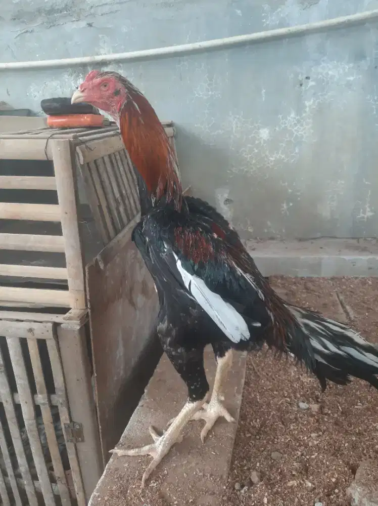 Ayam bangkok/mangon/pakhoy