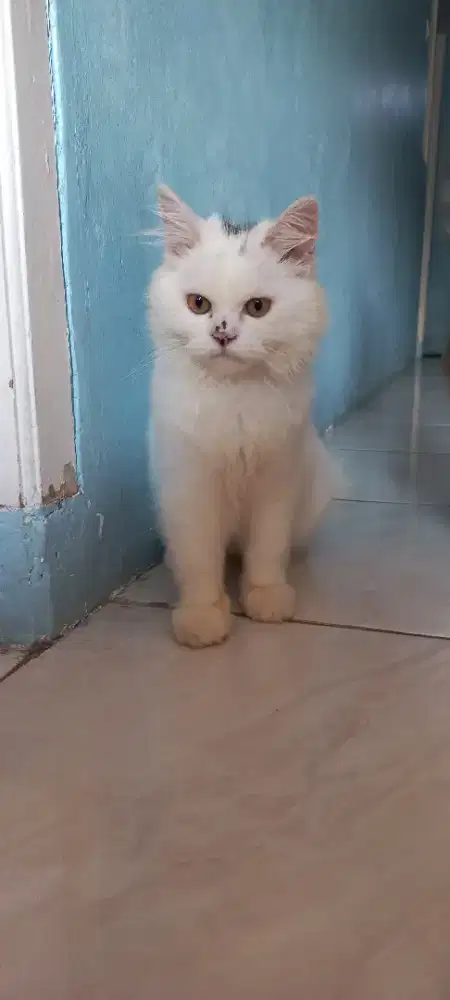 Kitten Betina Mix Mainecoon