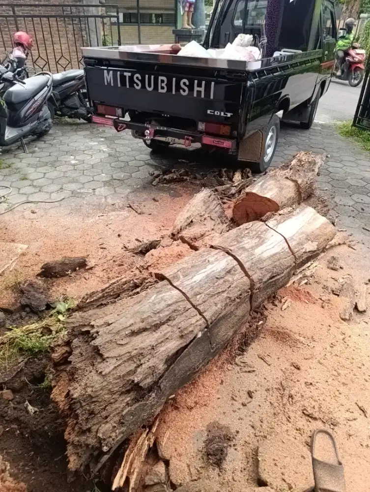 Jasa tebang pohon Yogyakarta