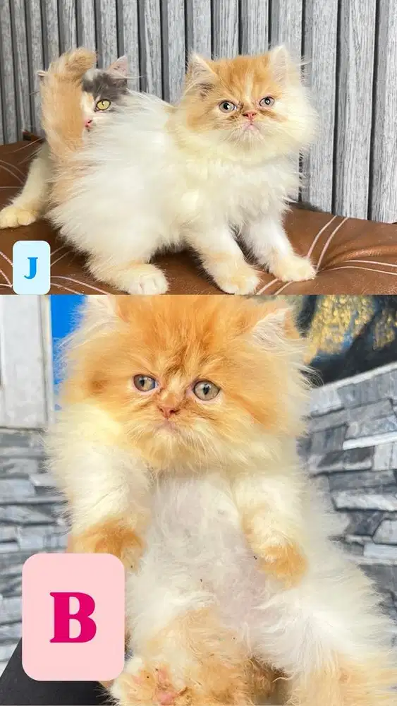 Persia flatnose hidung dempez bigbon