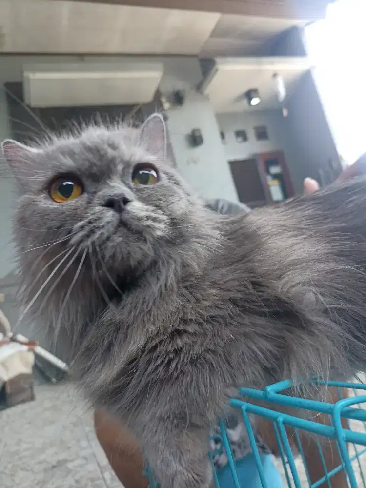 Kucing Persia betina