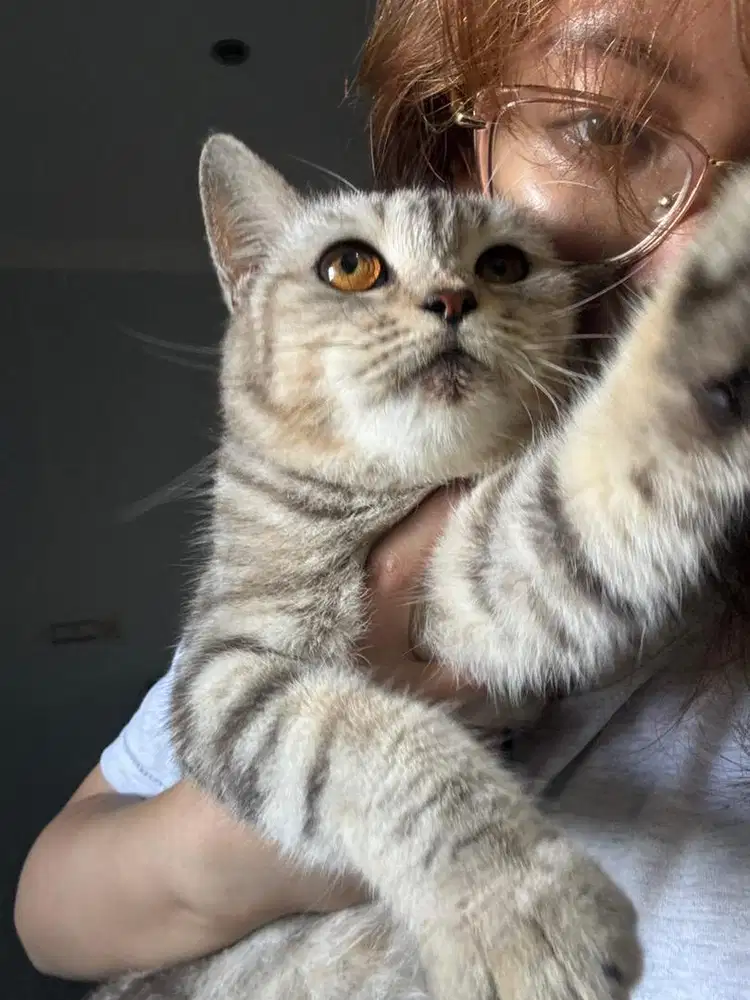 Adopt KUCING ANGGORA X XO GANTI PAKAN AJA