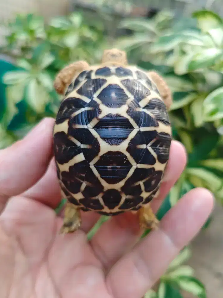 Anakan indian star / istar CB Indo