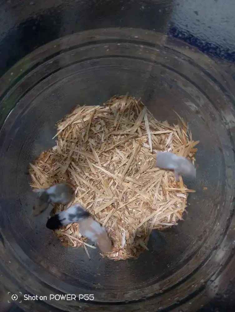 Hamster syrian baby'up