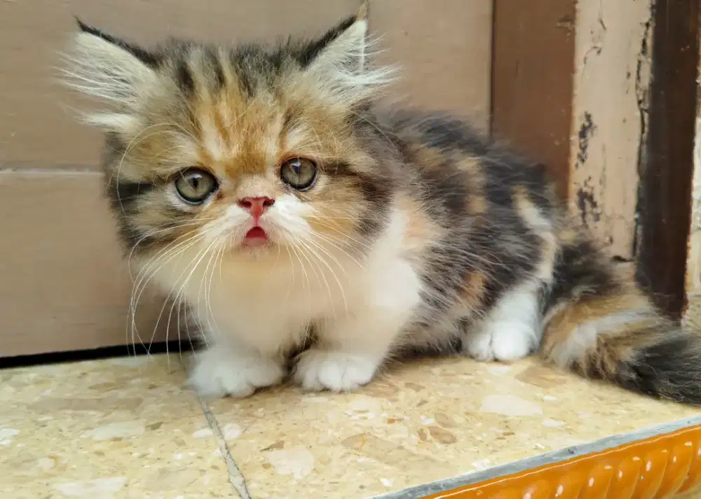 Munchkin Standar pendek