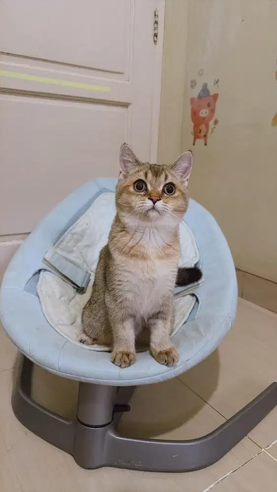 kucing BSH | Scottish Straight Golden Jantan Pure anakan Import russia