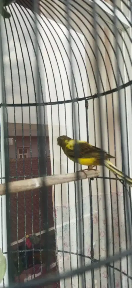 Kenari warna cerah sesuai poct