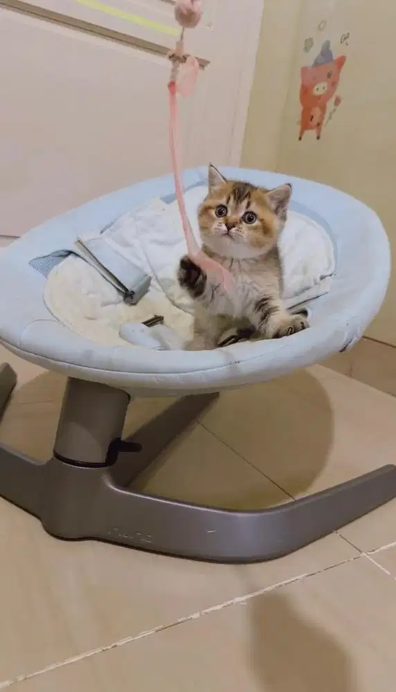 open Booking Anak Kucing BSH | Scottish Straight Pure yah bkn mix