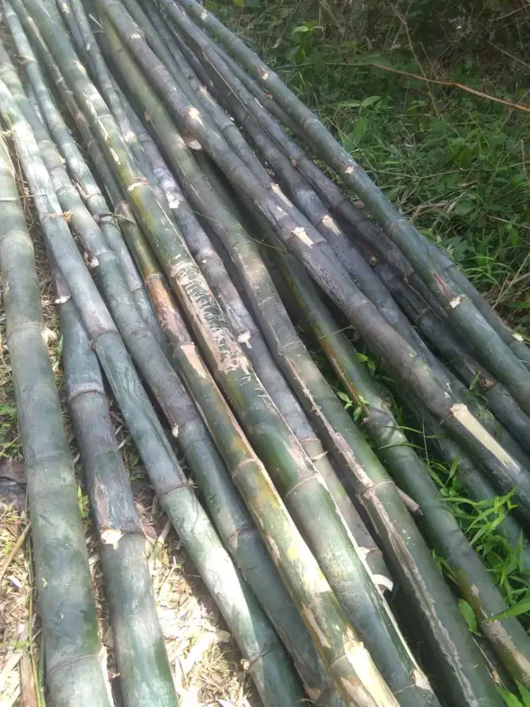 Jual bambu steger
