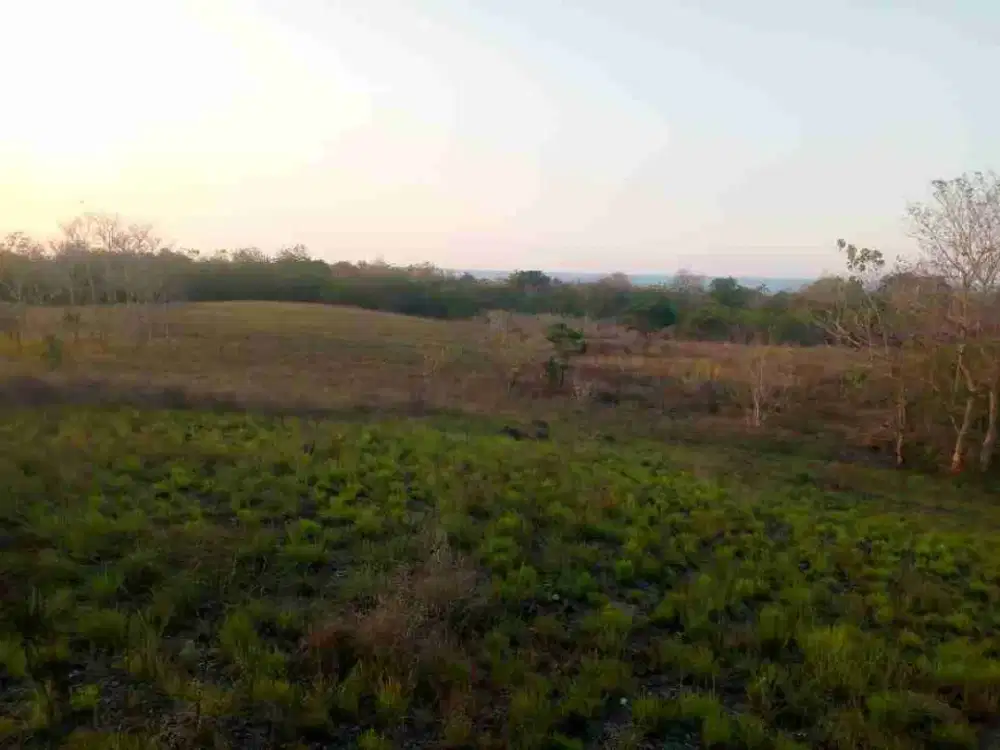 Dijual murah tanah pertanian