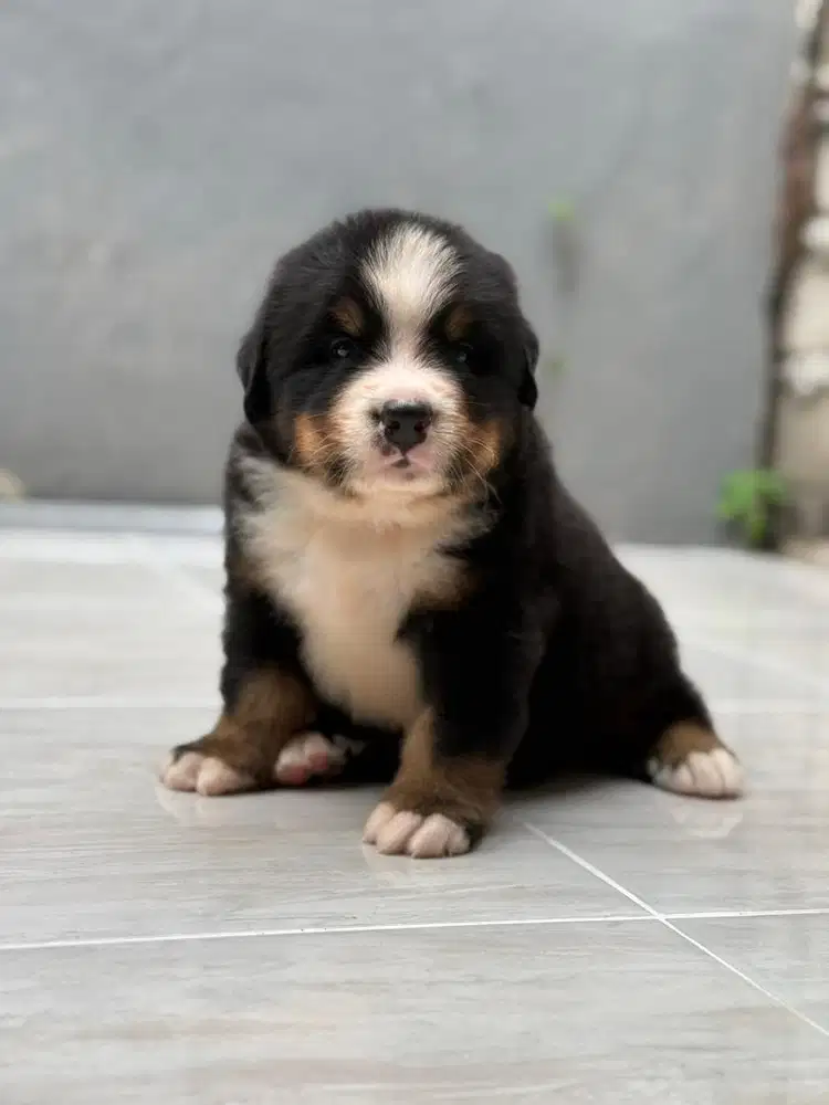 Bernese Mountain Dog Jantan