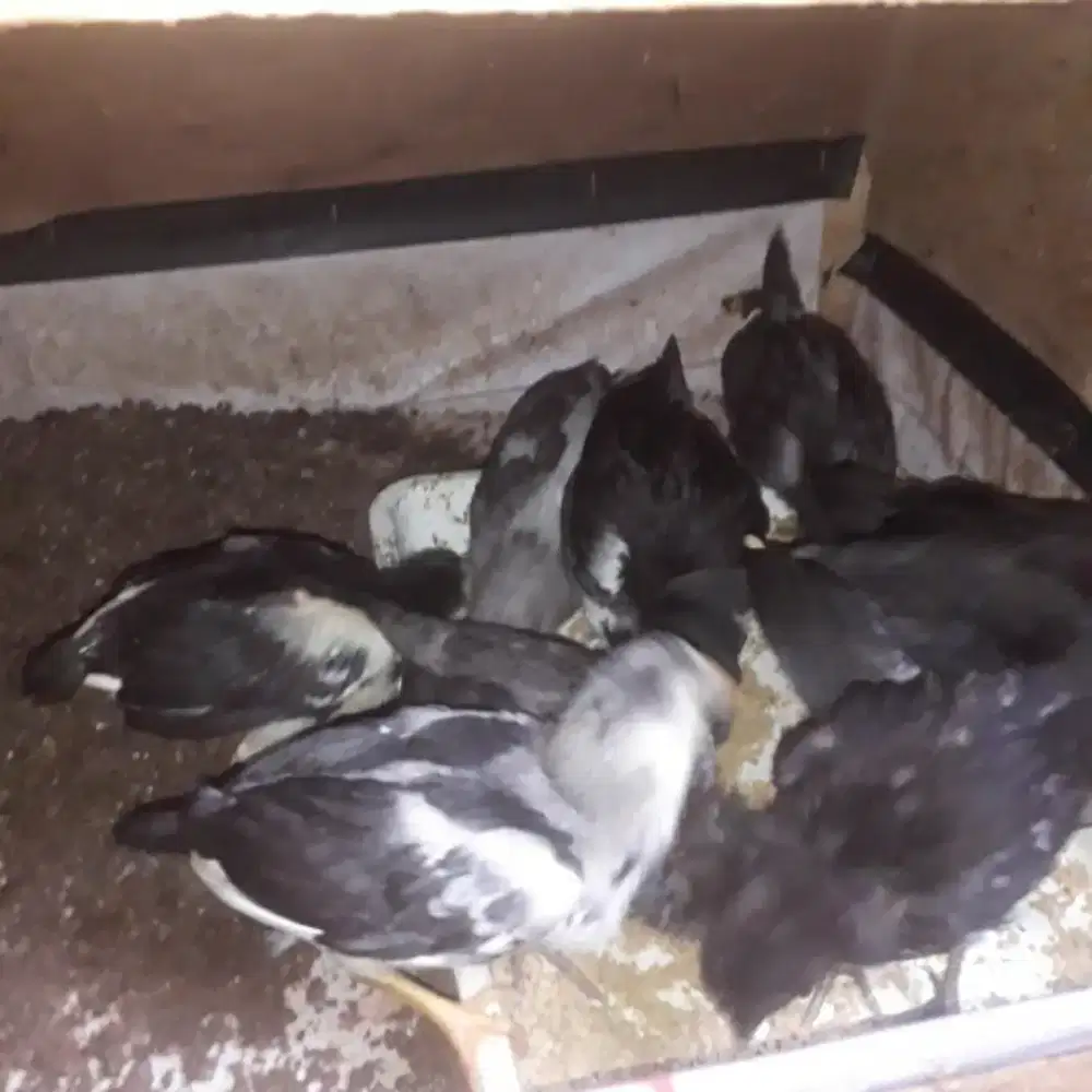 Ayam Kampung Siam Leklap