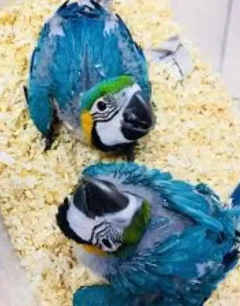 jual baby/anakkan macaw (BNG,SCARLET DLL)