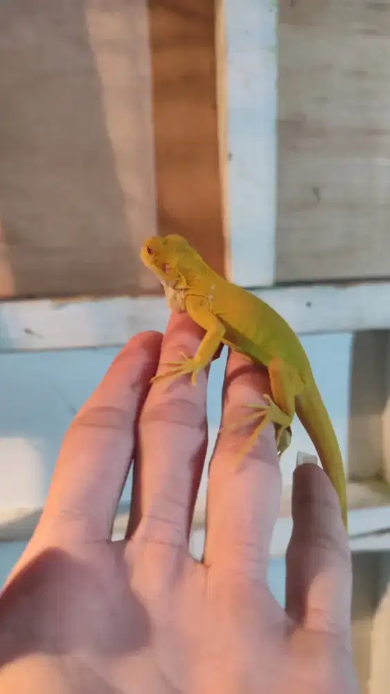 Albino het red albino baby