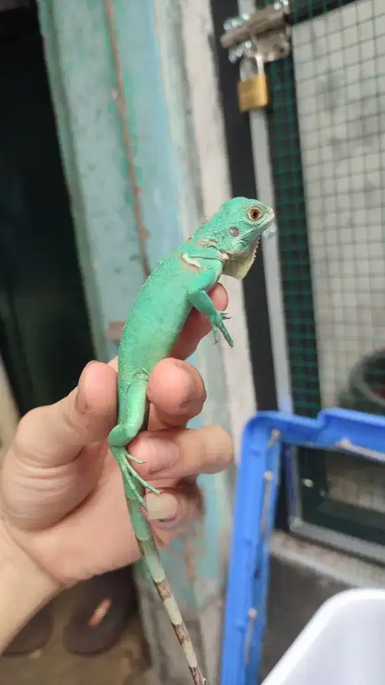 Blue iguana baby up