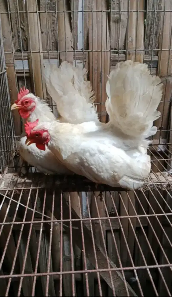 Ayam Kate Putih Dewasa