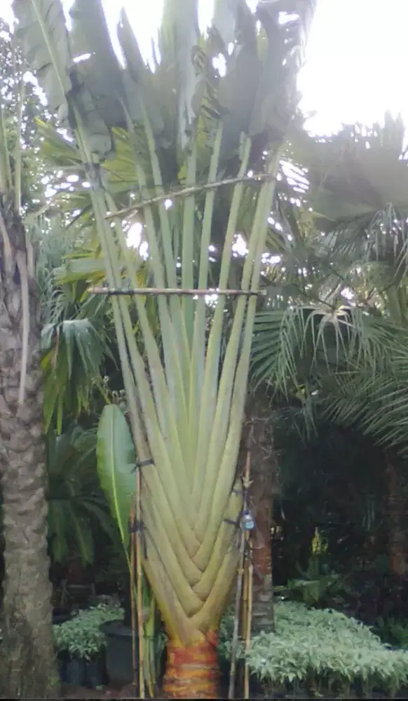 Pohon hiyas pisang kipas