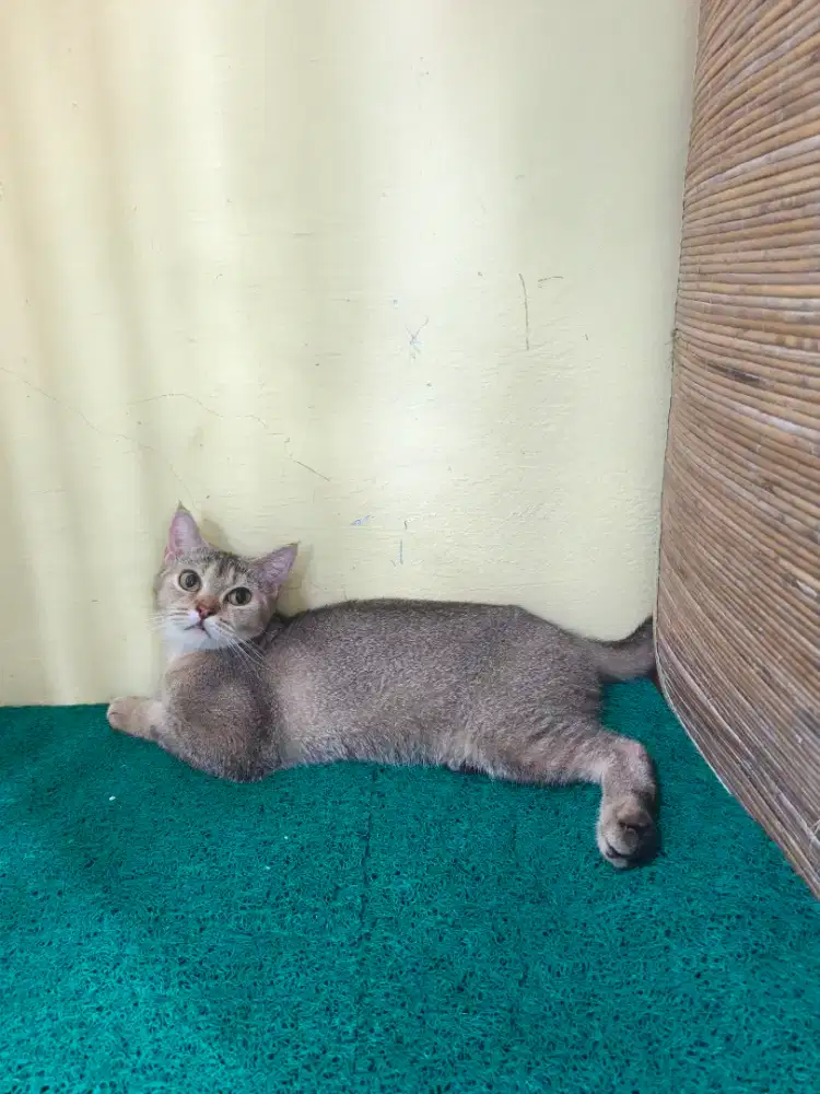 BSH Scottish Straight Golden Betina