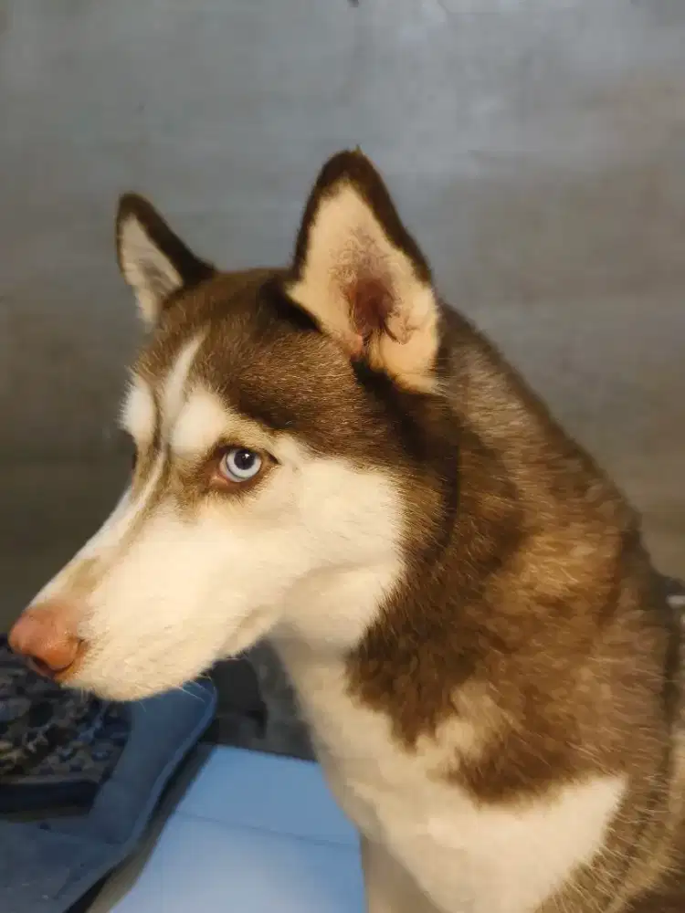 Dijual Indukan Husky stambum