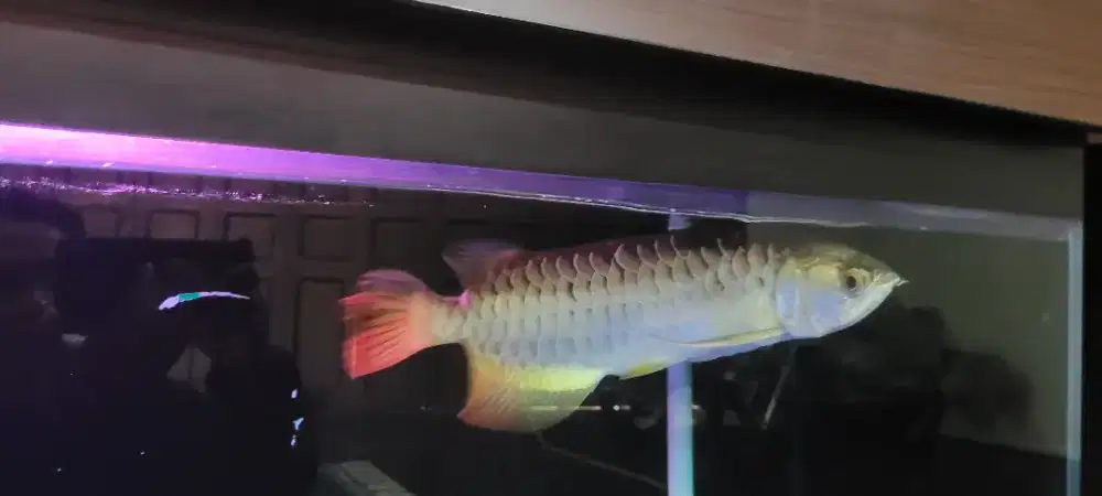 Arwana GR 35 cm up + satu set kabinet