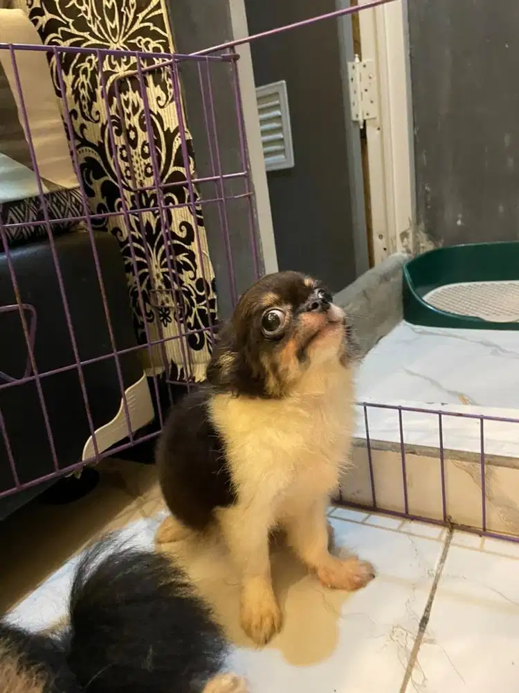 Anjing Cihuahua Jantan 6 Bln dan Pomerian
