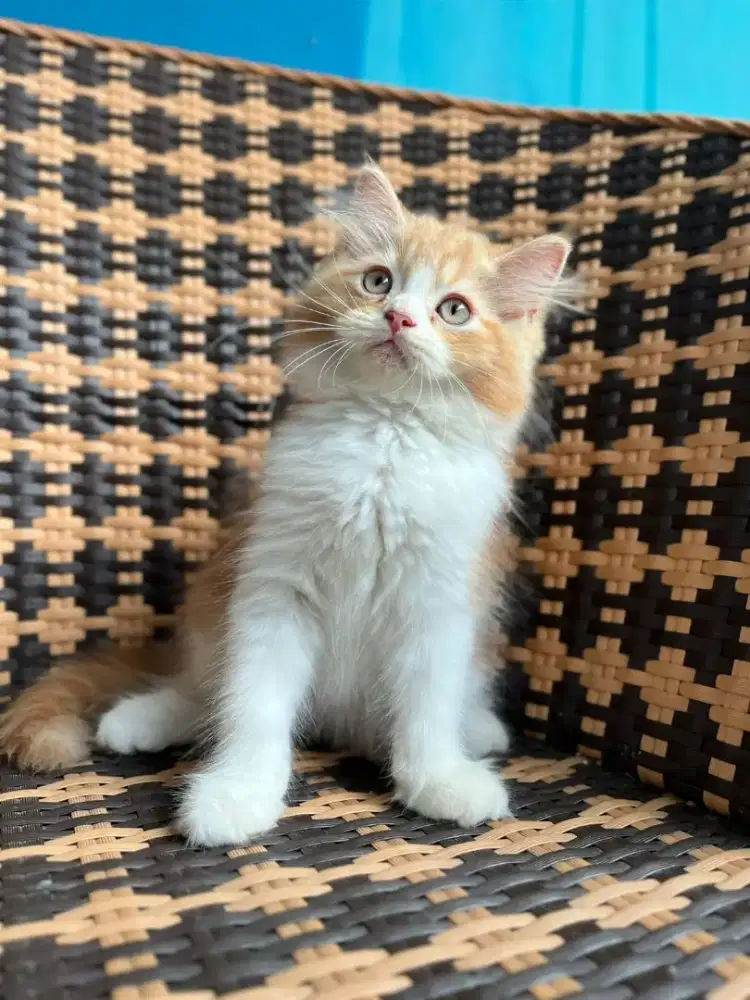 Kucing kitten persia jantan