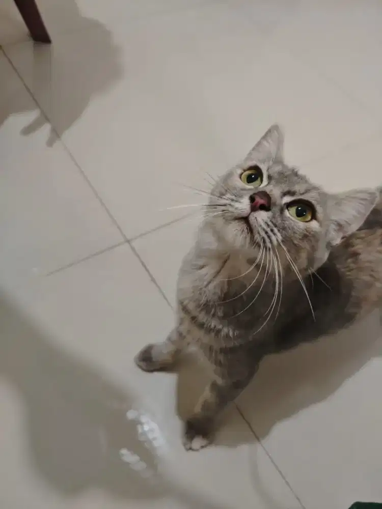 Indukan kucing Persia x british